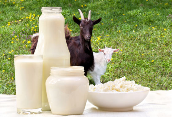 ПРОДУКТЫ ИЗ КОЗЬЕГО МОЛОКА